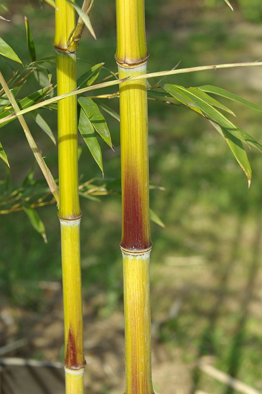 Phyllostachys aureosulcata Harbin Inversa 5-2012